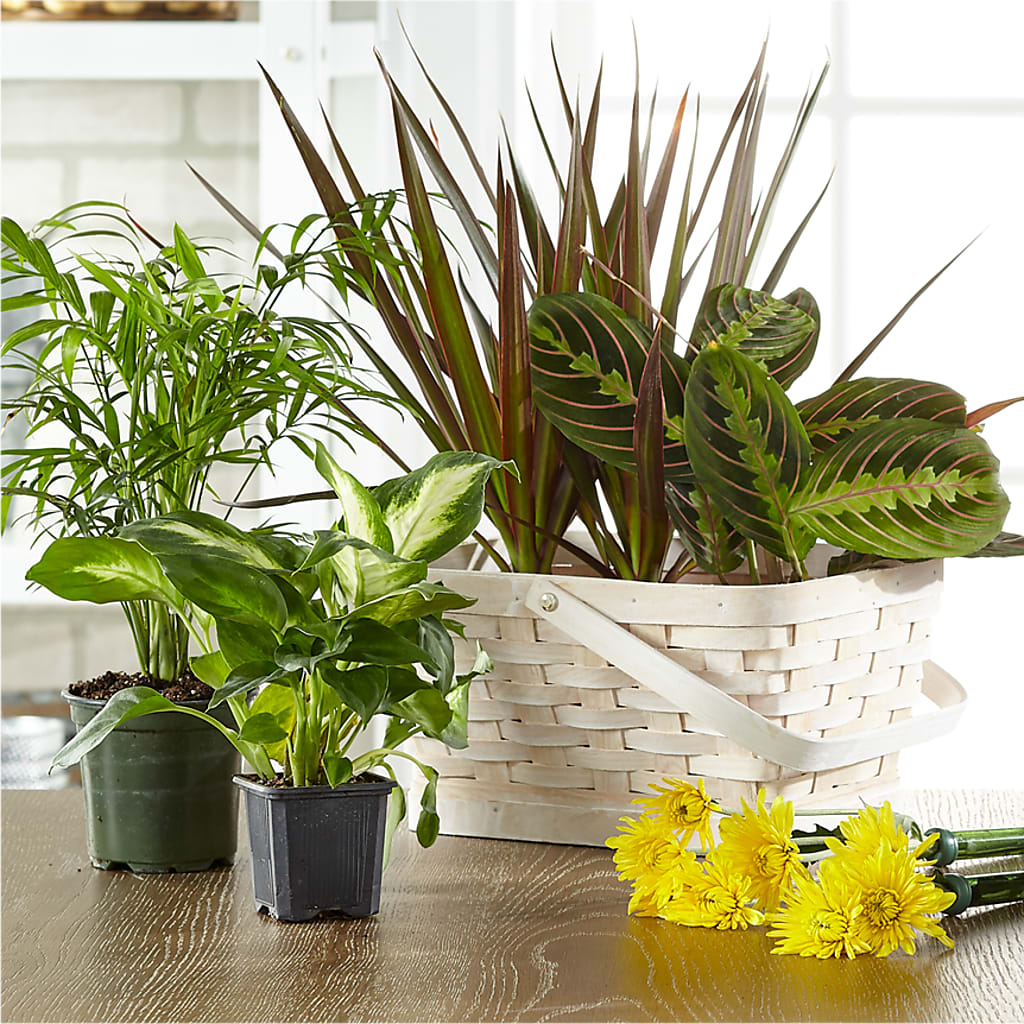 Florist Designed Blooming and Green Plants in a Basket – Knaup Floral Inc, Cape Girardeau MO