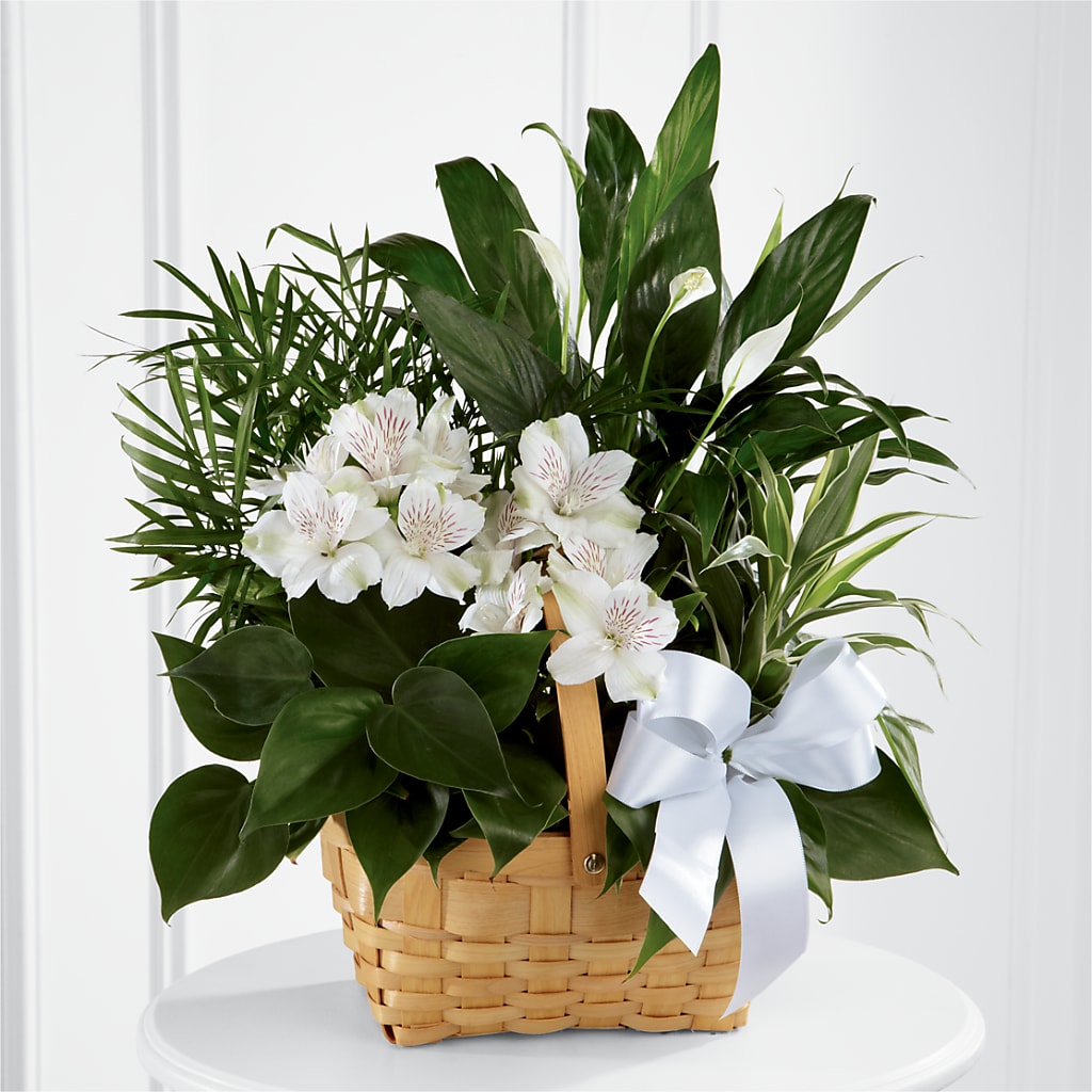 Peace & Serenity Dishgarden – Knaup Floral Inc, Cape Girardeau MO