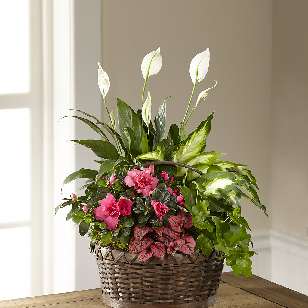 Dream in Pink Dishgarden – Knaup Floral Inc, Cape Girardeau MO