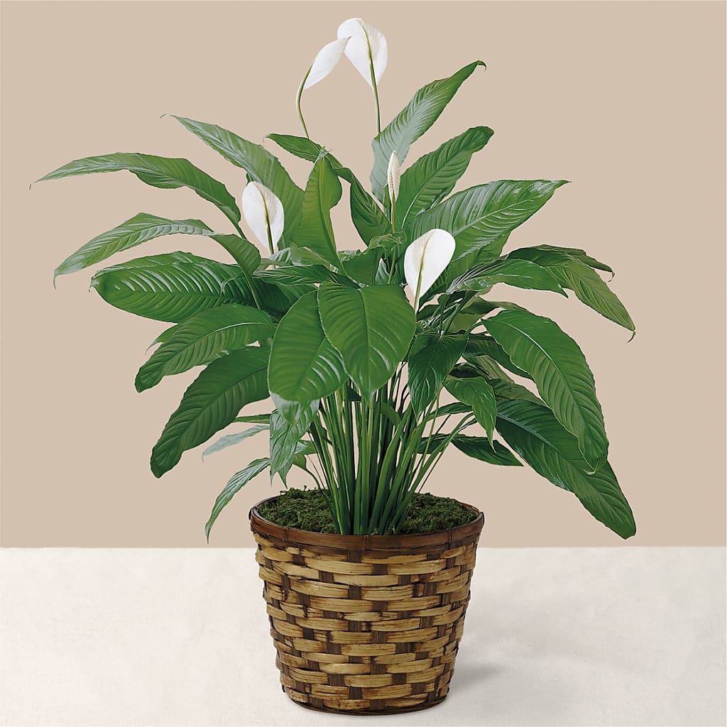 Tranquil Moments Peace Lily Plant – Knaup Floral Inc, Cape Girardeau MO