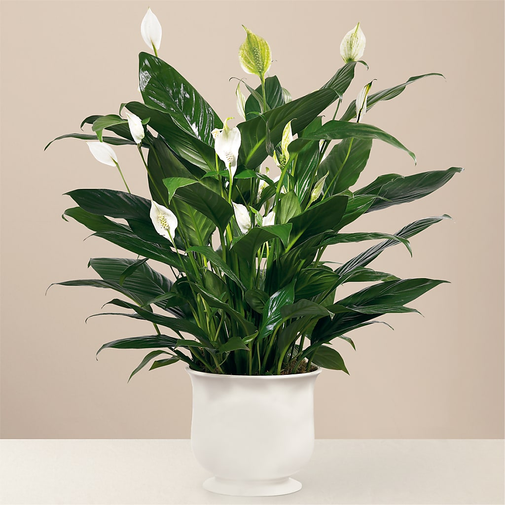 Comfort Planter – Knaup Floral Inc, Cape Girardeau MO