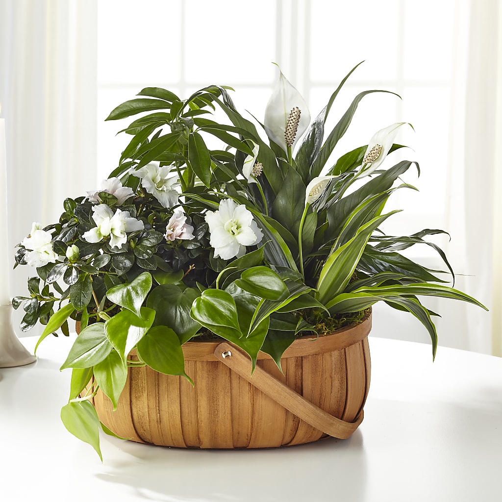 Serene Dishgarden – Knaup Floral Inc, Cape Girardeau MO