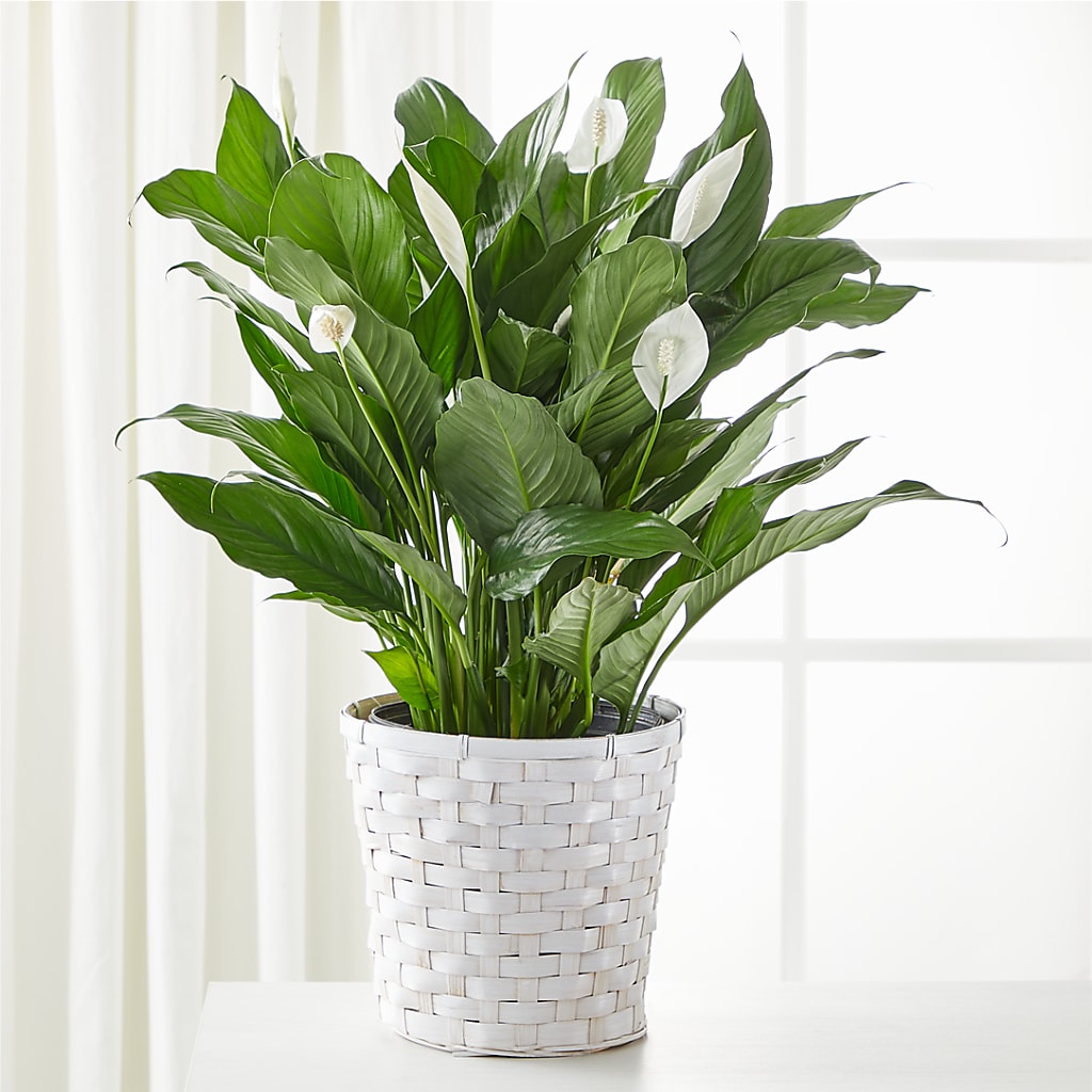 A New Leaf Peace Lily – Knaup Floral Inc, Cape Girardeau MO