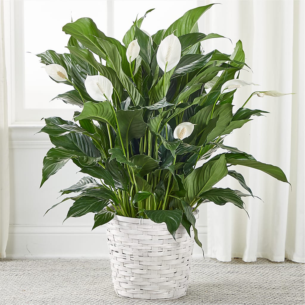 A New Leaf Peace Lily – Knaup Floral Inc, Cape Girardeau MO