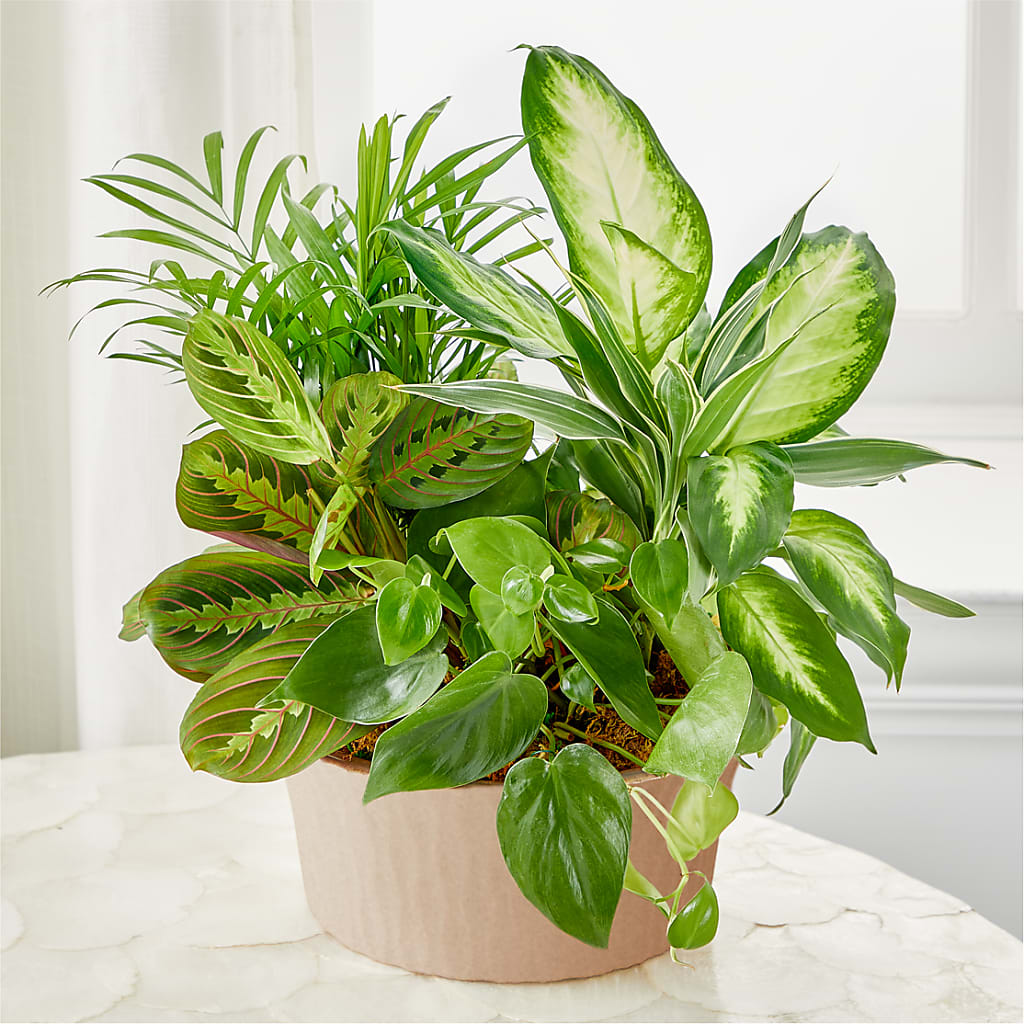 Balance & Harmony Dishgarden – Knaup Floral Inc, Cape Girardeau MO