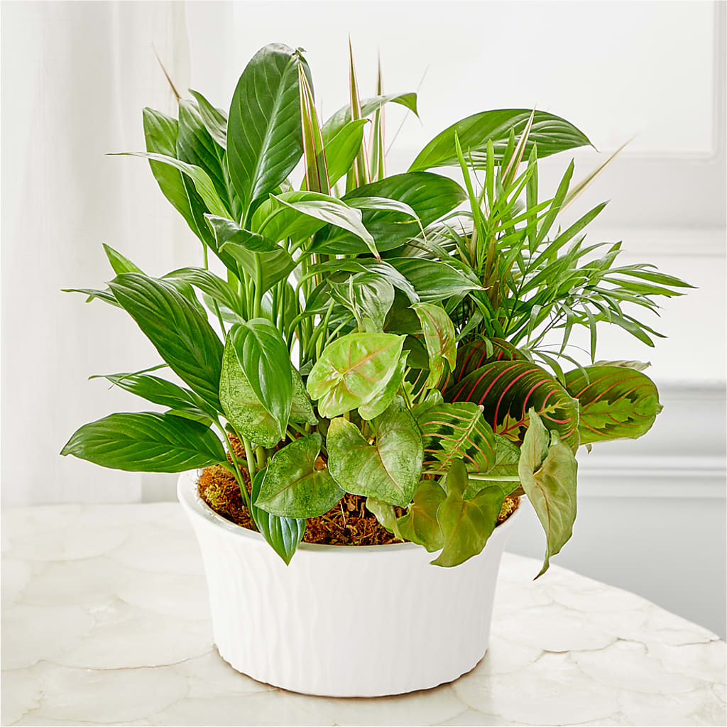 Balance & Harmony Dishgarden – Knaup Floral Inc, Cape Girardeau MO