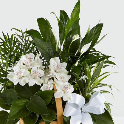 Peace & Serenity Dishgarden –  Knaup Floral Inc, Cape Girardeau MO