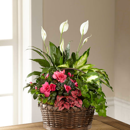 Dream in Pink Dishgarden –  Knaup Floral Inc, Cape Girardeau MO