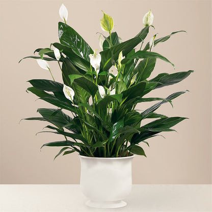 Comfort Planter –  Knaup Floral Inc, Cape Girardeau MO