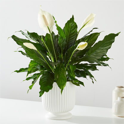 Comfort Planter –  Knaup Floral Inc, Cape Girardeau MO