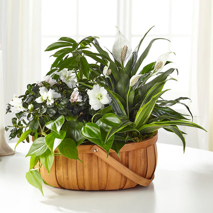 Serene Dishgarden –  Knaup Floral Inc, Cape Girardeau MO