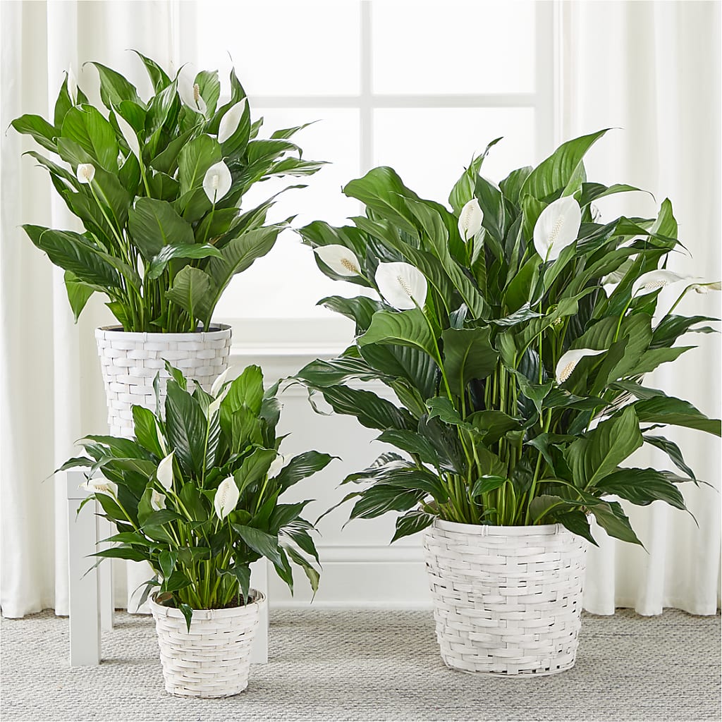 A New Leaf Peace Lily –  Knaup Floral Inc, Cape Girardeau MO