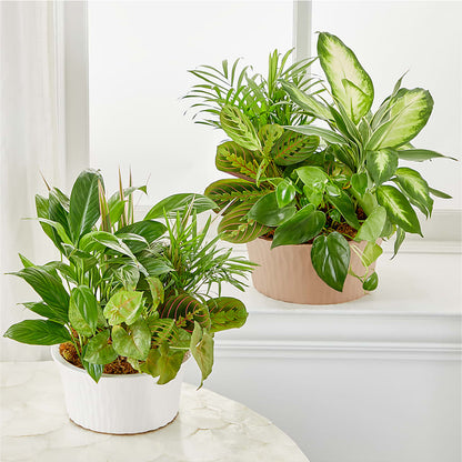 Balance & Harmony Dishgarden –  Knaup Floral Inc, Cape Girardeau MO